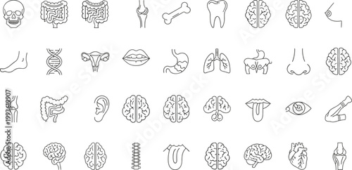 Collection of human anatomy icon set organs skull brain lungs heart intestines bones teeth eyes nose lips uterus DNA vector artwork