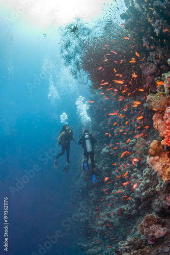 Pair of scuba divers exploring a steep coral reef wall surrounded by schools of orange anthias fish in the Red Sea.