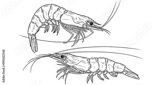 A detailed illustration of two shrimp in a side view