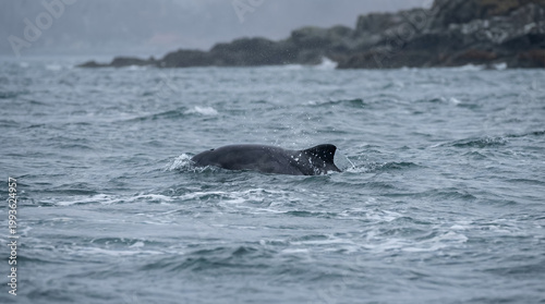 Harbor Porpoise Surfacing in Cold Coastal Chop