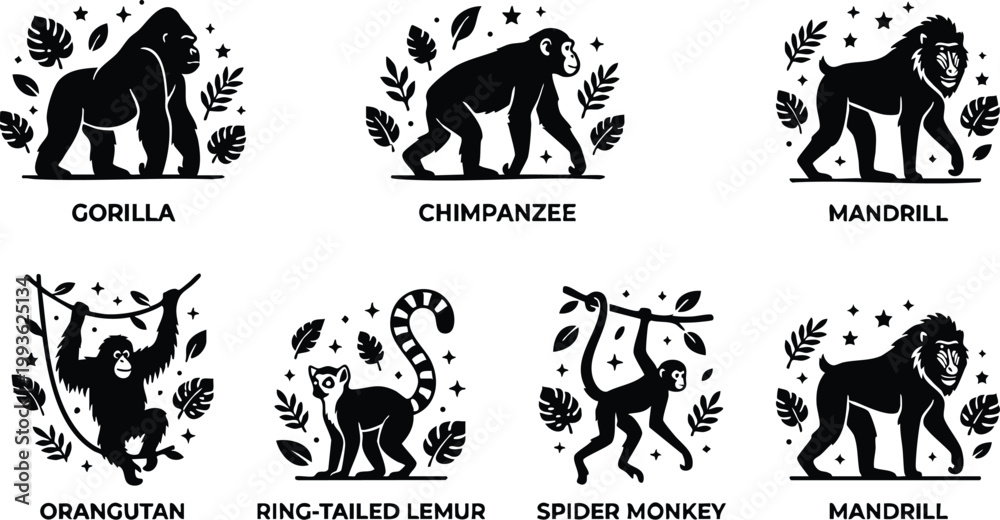 Fototapeta premium Black and white flat design primate collection with gorilla chimpanzee mandrill orangutan lemur and spider monkey