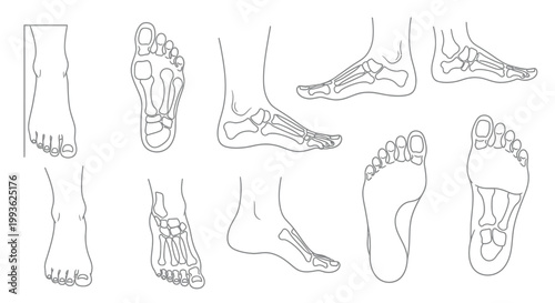 Anatomical study of human feet displaying various views in outline silhouette
