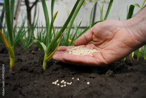 A farmer's hand pours ammonium nitrate near young yellowed garlic. The first feeding of plants with nitrogen fertilizer after winter.