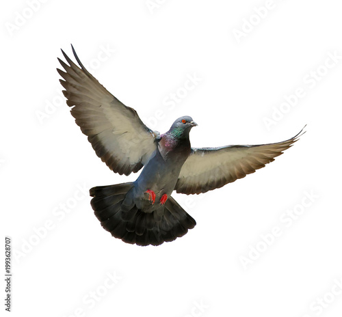pigeon flying isolated on transparent or white background