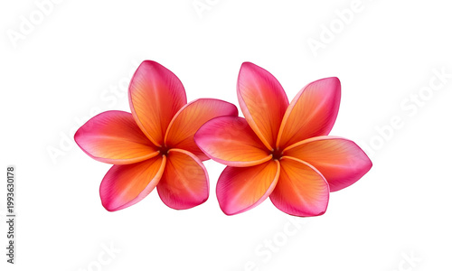 Two pink and orange plumeria flowers isolated on transparent background transparent background