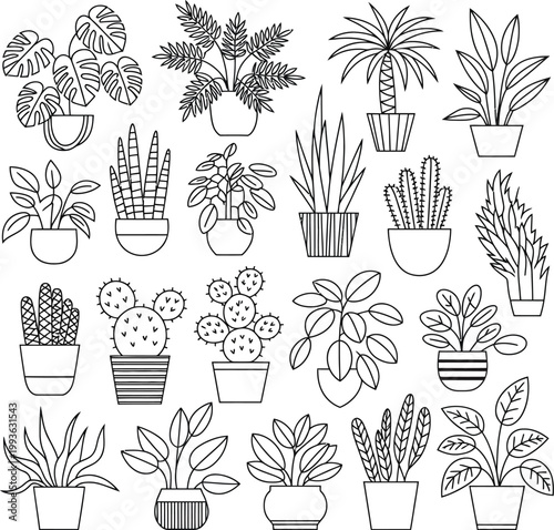 Collection of potted houseplant line potted plant indoor plant