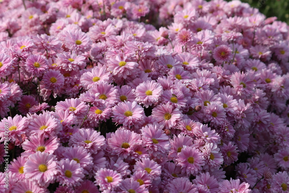 Fototapeta premium Background of pink Korean chrysanthemums (Chrysanthemum x koreanum) blooming in autumn garden