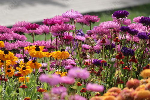 Fotografija Beautiful flowerbed with yellow black-eyed Susan (Rudbeckia hirta) and pink Chin