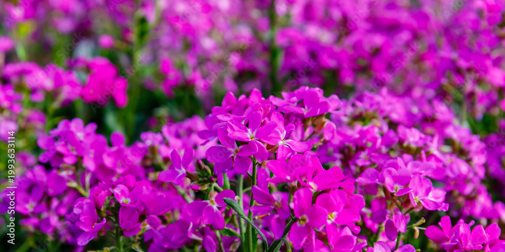 Obraz premium Colorful flowers bloom in a garden on a sunny afternoon showcasing nature's beauty and vibrant life