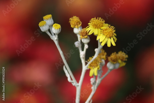 Bild auf Leinwand Yellow Silver Ragwort (Jacobaea maritima) flowers and silvery-white woolly buds