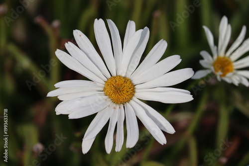 Quadro su tela White Oxeye Daisy (Leucanthemum vulgare) flower in full bloom, featuring a brigh
