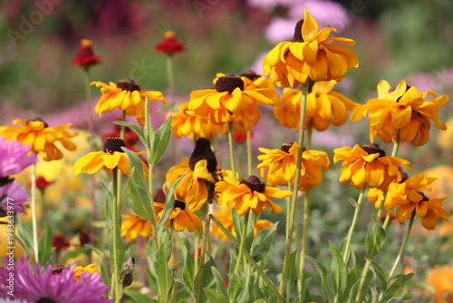 Photos Yellow Black-eyed Susan (Rudbeckia hirta) flowers in full bloom, featuring dark