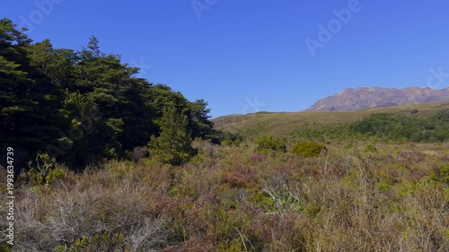 Wide alpine tussock field with wildflowers and rolling volcanic hills under a blue sky in Tongariro National Park