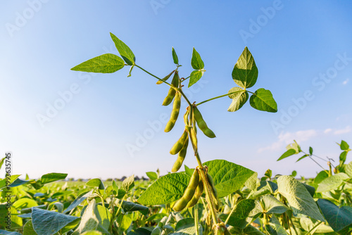 Soybeans grow on tall plants under a clear blue sky in a field during late afternoon sunlight in summer
