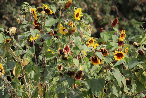 Schilderij op canvas Yellow and bicolor Common Sunflower (Helianthus annuus) plants in various bloomi