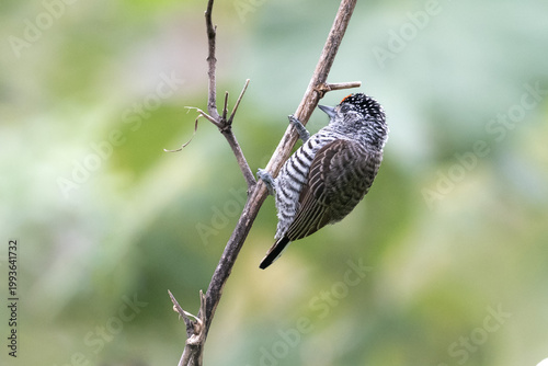 white-barred piculet (Picumnus cirratus), a tiny woodpecker, seen in Buenos Aires, Argentina
