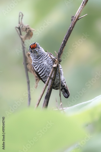 white-barred piculet (Picumnus cirratus), a tiny woodpecker, looking at the camera, seen in Buenos Aires, Argentina