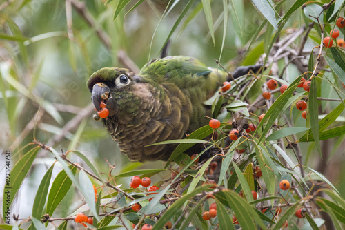 portrait of a maroon-bellied parakeet (Pyrrhura frontalis) feeding on the fruit of Anacahuita (Blepharocalyx salicifolius) in the wild in Buenos Aires, Argentina