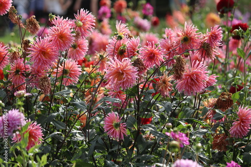 Photos Pink Cactus Dahlia (Dahlia hortensis) flowers in full bloom and wilting stages,