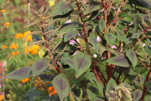 Tableau sur toile Blood amaranth (Amaranthus paniculatus) plant with decorative burgundy stems, da