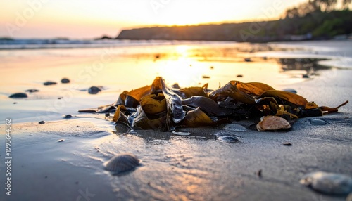 Sunlit Beach with Seaweed at Low Tide and Gentle Waves at Dusk
