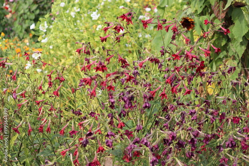 Tableau sur toile Red flowering tobacco (Nicotiana × sanderae) plants blooming profusely in a sunn