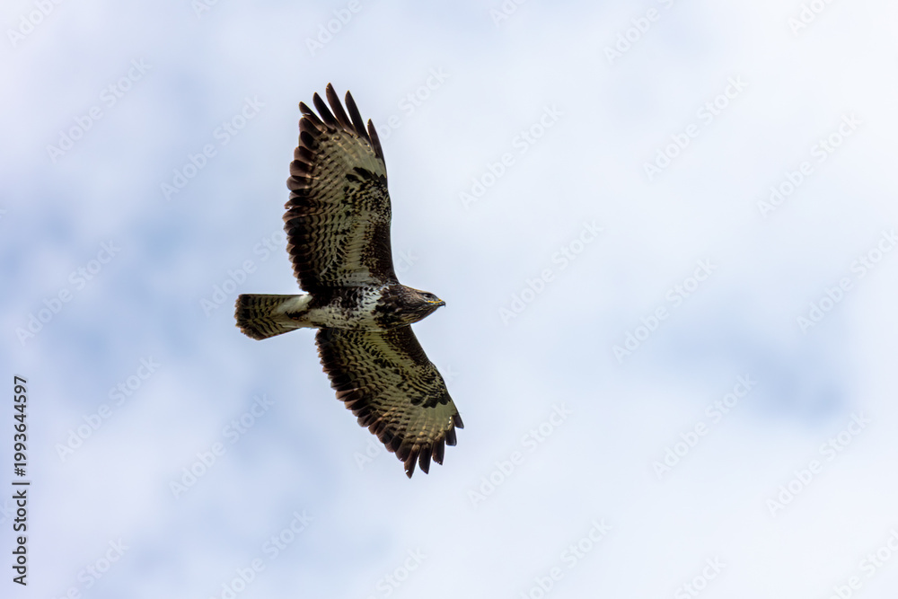 Fototapeta premium Bird of prey soaring high in sky with wings spread against light blue background, Germany, Augsburg,