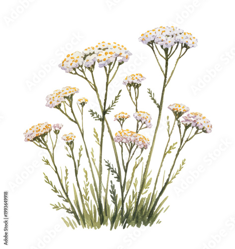 Bilde på lerret A gentle cluster of yarrow blossoms in soft sunlit meadow tones.