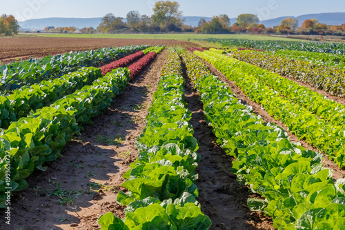 Rows of green lettuce and colorful crops growing in a farm field on a sunny day in autumn