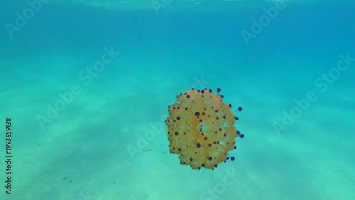Fried Egg Jellyfish (Cotylorhiza tuberculata) Floating Gracefully in Clear Blue Sea – Underwater Video