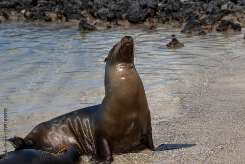 sea lions in Galapagos, mother with a pup, Zalophus wollebaeki
