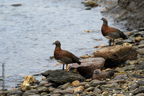 Ashy-headed geese at the water, Chloephaga poliocephala in Argentina