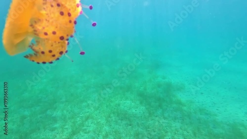 Fried Egg Jellyfish (Cotylorhiza tuberculata) Floating Gracefully in Clear Blue Sea – Underwater Video