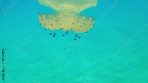 Fried Egg Jellyfish (Cotylorhiza tuberculata) Floating Gracefully in Clear Blue Sea – Underwater Video
