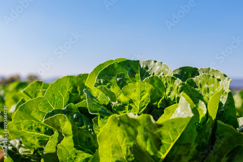 Fresh green lettuce growing under blue sky on a sunny day in vegetable field