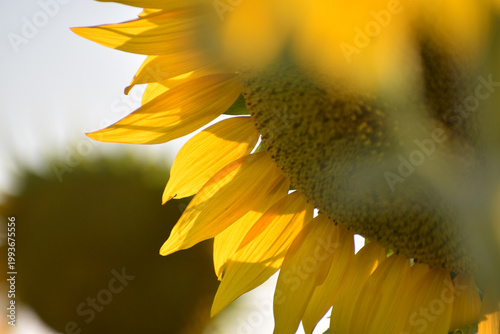 Close up of a vibrant sunflower (Helianthus) blooming in a field under golden sunlight