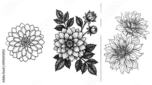 Εκτύπωση καμβά Detailed hand-drawn botanical illustrations of decorative dahlias with leaves an