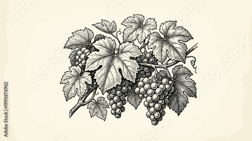 Vintage Botanical Illustration of Lush Grapes on a Vine, Detailed Engraving Style Art