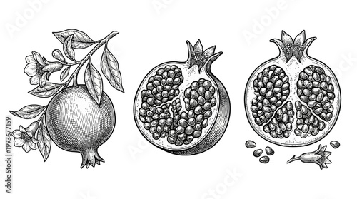 Tableau sur toile Detailed Pomegranate Botanical Illustration Set Featuring Whole Fruit, Halves, a