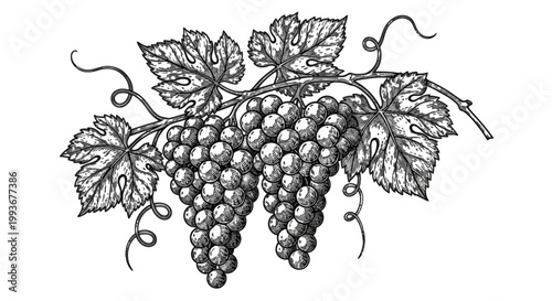 A black and white drawing of a bunch of ripe grapes hanging from a vine