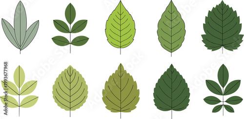 Vector illustration of various leaf designs in different shades of green, showcasing different shapes and textures for nature and botanical themes