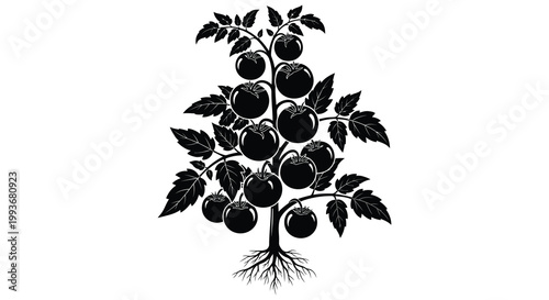 A detailed black silhouette of a tomato plant with ripe fruit and visible roots showcasing a botanical illustration silhouette high quality