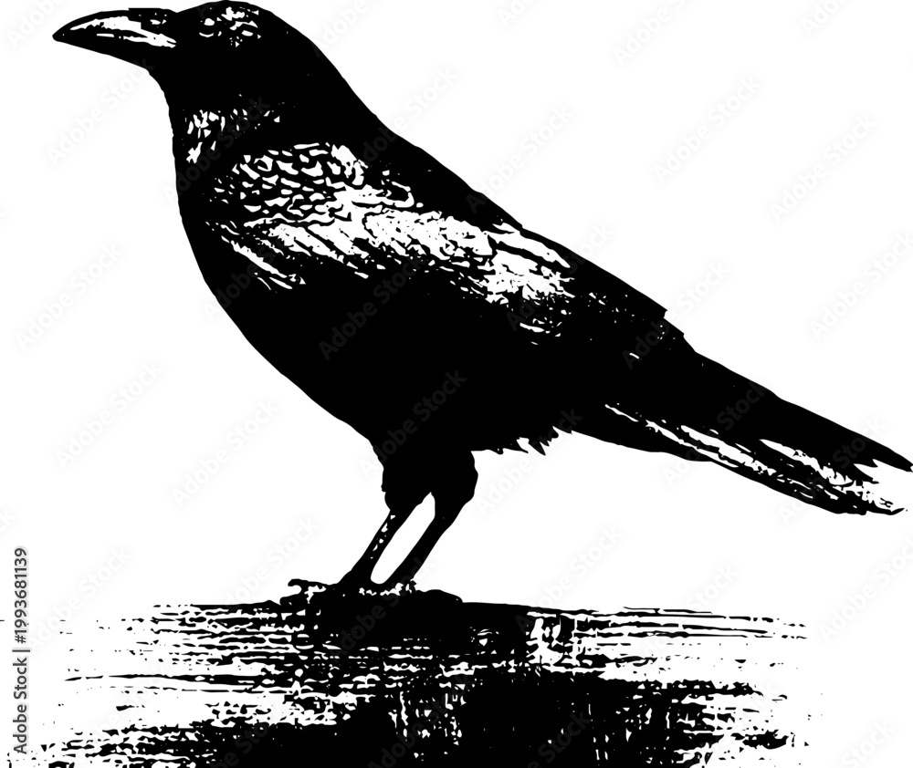 Fototapeta premium High contrast black and white raven perched on bust ink composition with textured base for poster and banner design