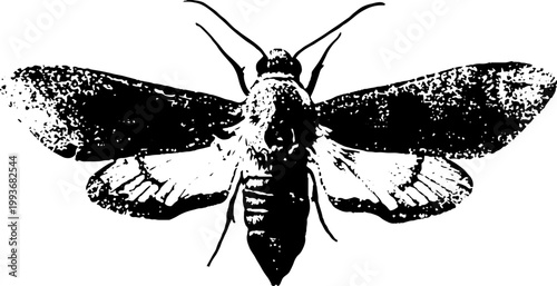 High contrast moth with spread wings ink artwork for tattoo poster and vintage background design