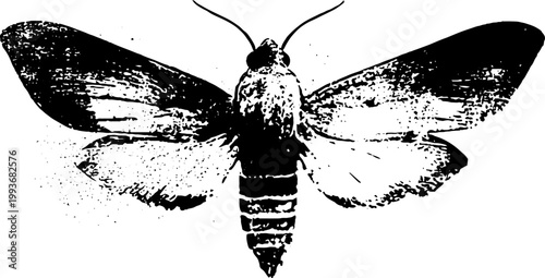 High contrast moth top view with detailed wings ink artwork for tattoo design and dark background