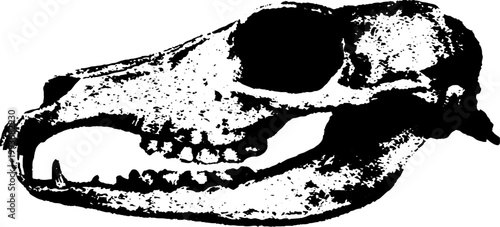 High contrast black and white snake skull hybrid ink illustration for tattoo design background poster and emblem artwork