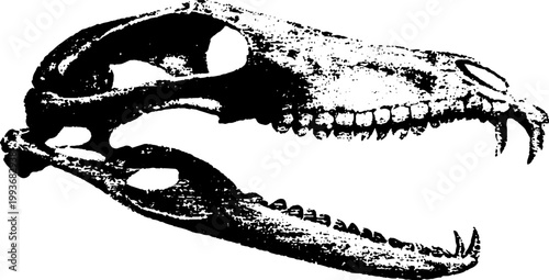 High contrast black and white animal skull ink illustration for gothic tattoo design background and anatomy study