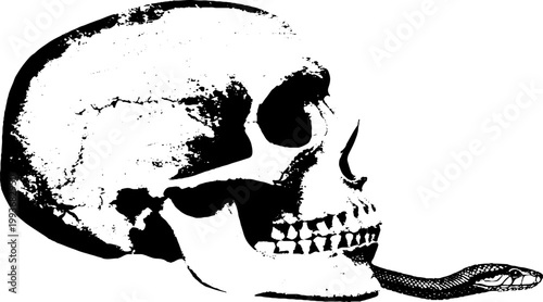 High contrast black white skull ink with snake emerging from jaw for gothic poster background and tattoo design