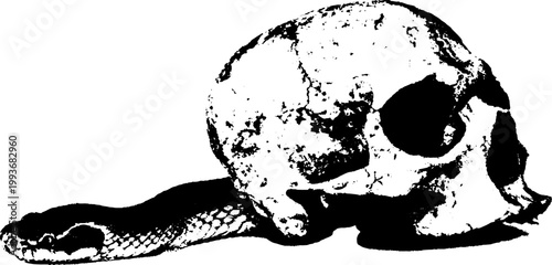 High contrast black white skull ink with snake alongside for gothic poster background and tattoo design