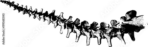 High contrast black and white ink illustration of a human spine column for medical poster background and anatomy study